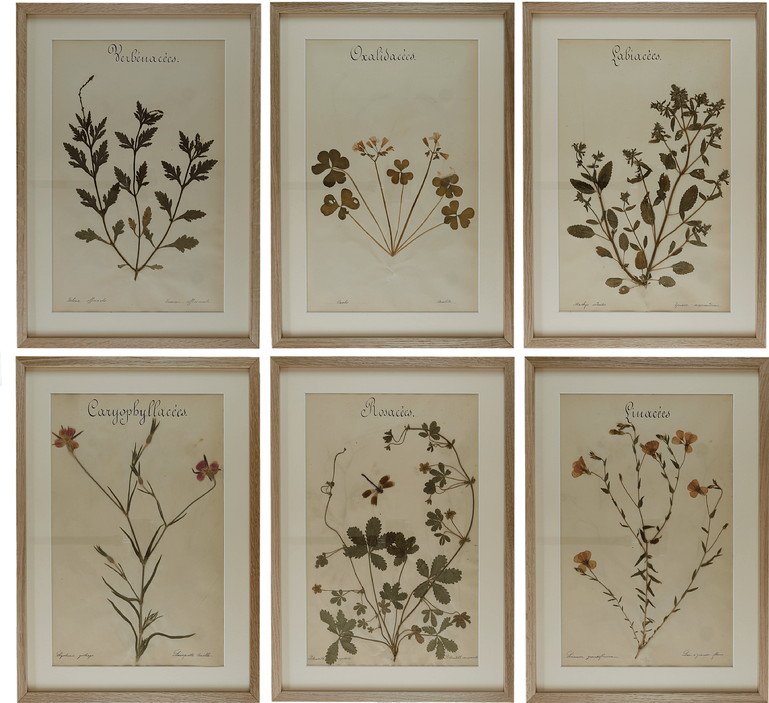 Set of 6 French botanical specimens